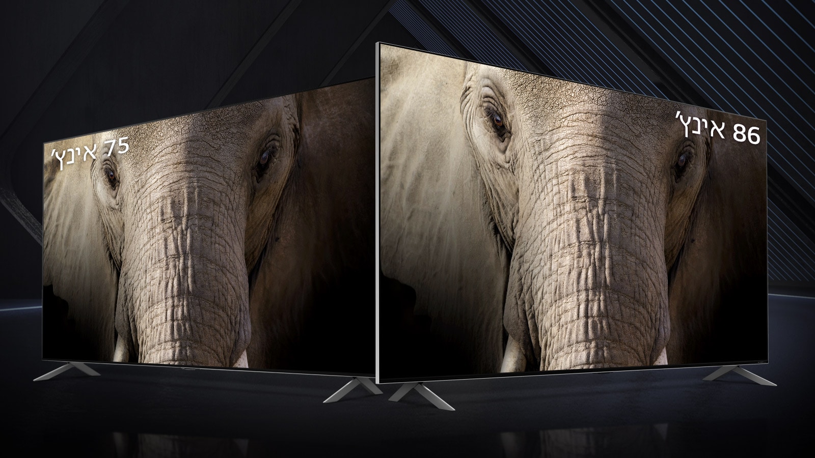 טלוויזיות LG QNED Mini LED ענקיות בגודל 75 ו-86 אינץ‘ ניצבות זו לצד זו על רקע שחור. המסכים מציגים תמונת תקריב של פנים של פיל.