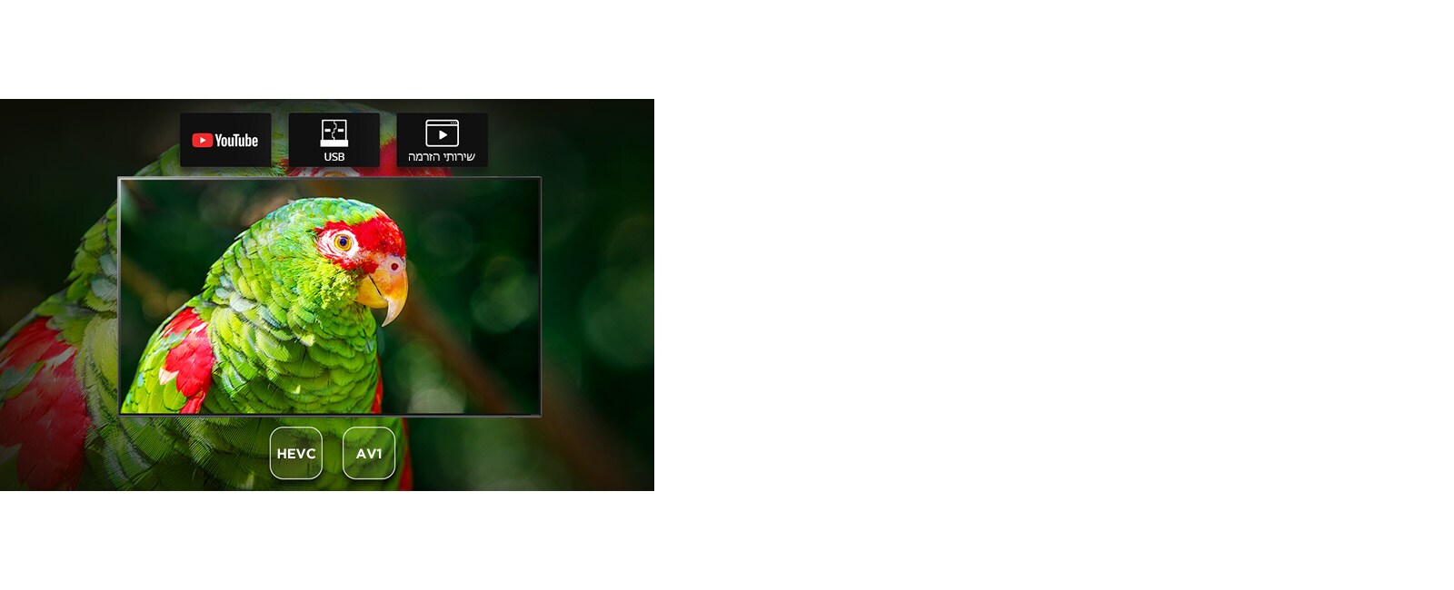 מסך הטלוויזיה מציג דוקו שנושאו תוכי ירוק עם סמלי YouTube, USB ושירות הזרמה