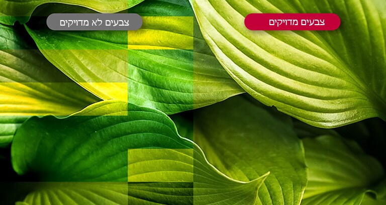 חיות עם דיוק צבע.