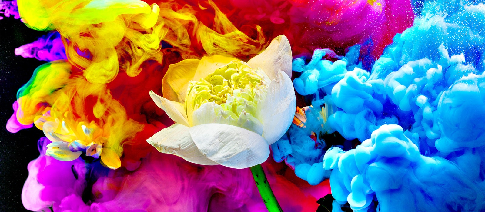 הפרח והאלמנטים הגרפיים המתפזרים סביבו מוצגים בצורה חיה במגוון צבעים.