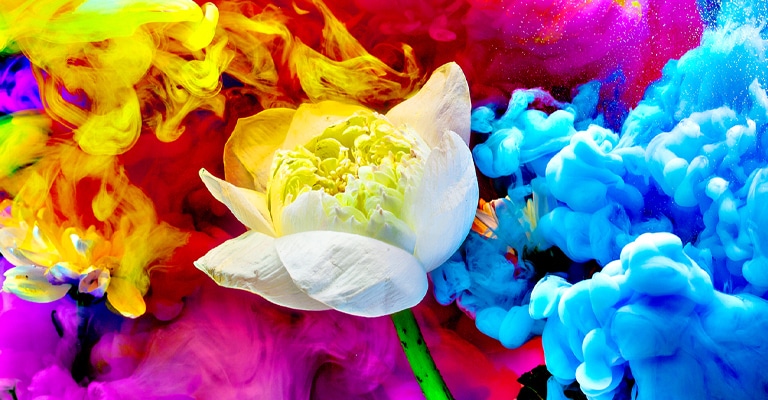 הפרח והאלמנטים הגרפיים המתפזרים סביבו מוצגים בצורה חיה במגוון צבעים.