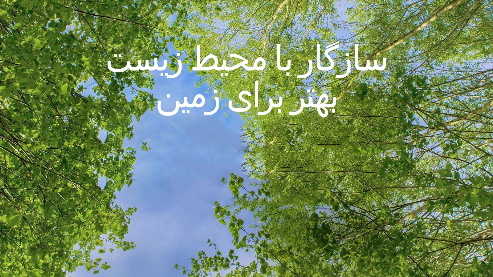 تصویر سبز و مملو از درختان پربرگ و آسمانی که از میان آنها مشاهده می‌شود.