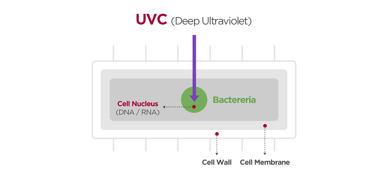 The image of bacteria cell and how the UVC sterilizes bacteria.
