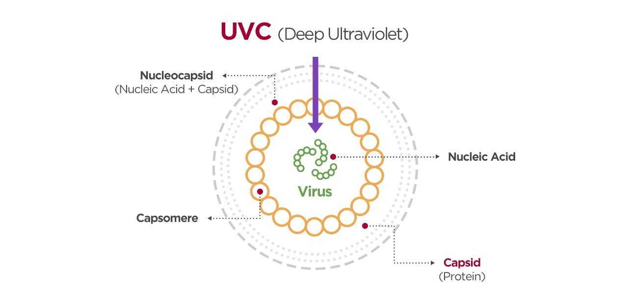 The image shows how the UVC sterilizes virus.