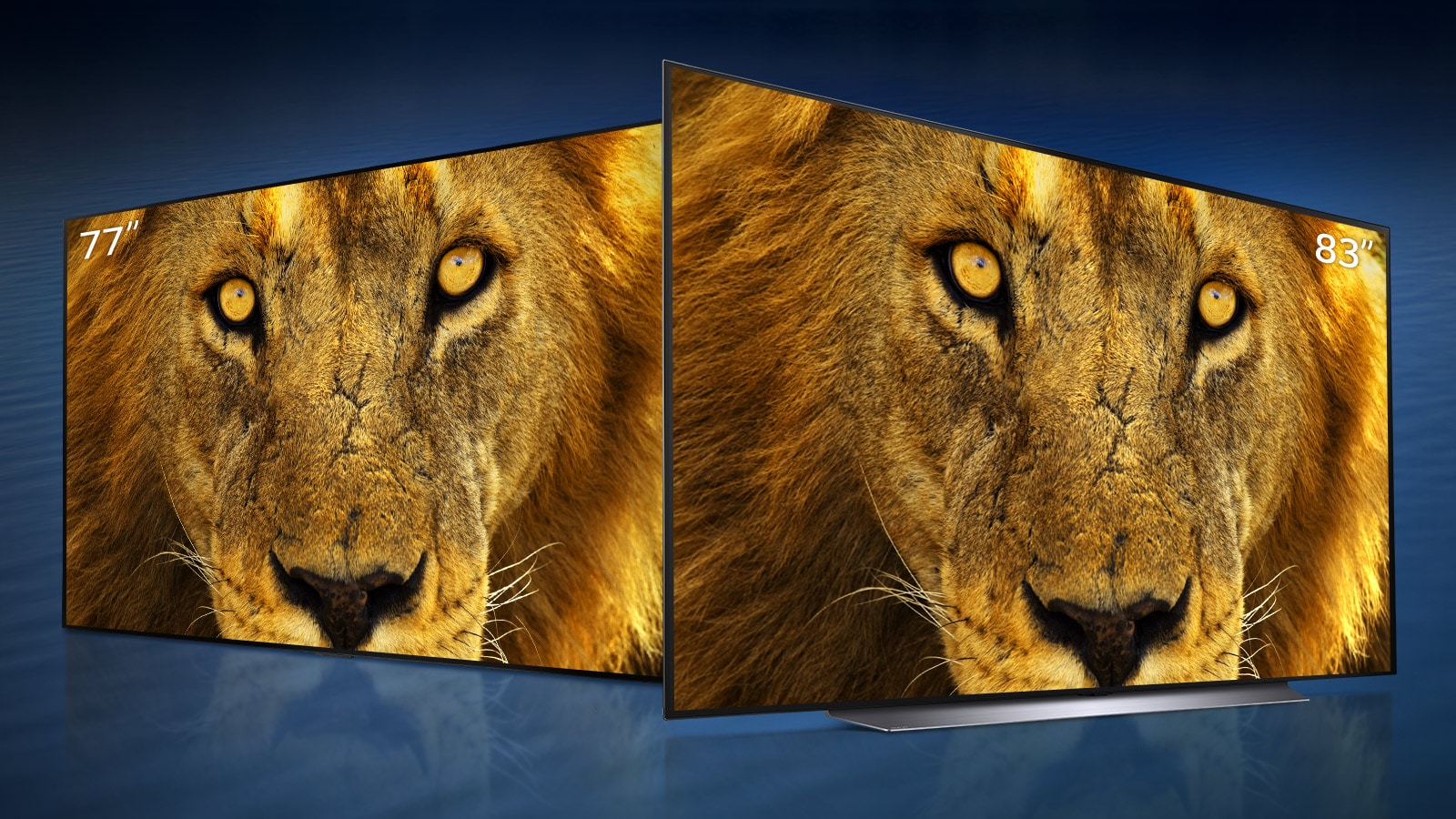 OLED TVs displaying a close up of a face of a lion in 77” and 83” each are standing diagonally in a dark blue wave background.