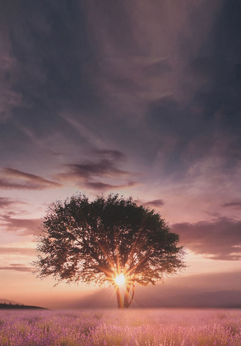 Vaizdas, kuriame levandų lauke matomas saulėlydis tarp dviejų medžių, pagerinamas naudojant 5-os kartos 4K „α5“ procesorių su dirbtiniu intelektu.