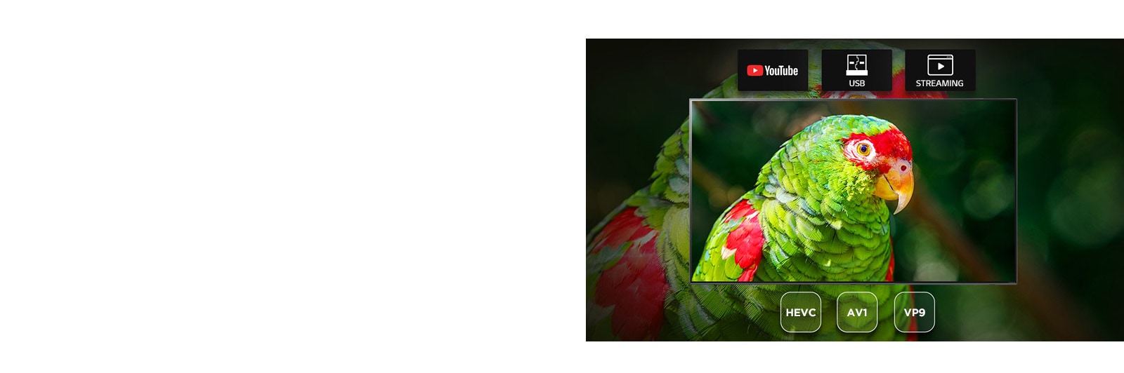 TV ekrane rodomas dokumentinis filmas apie žaliąją papūgą ir „Youtube“, USB ir „Streaming“ piktogramos