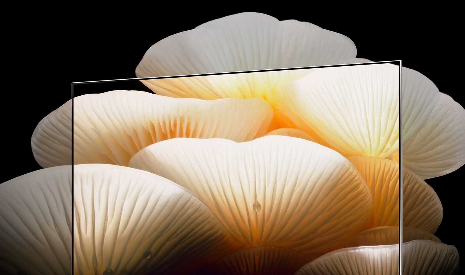 LG OLED Posé rodo ryškų, skaidrų baltų grybų vaizdą, kuris peržengia televizoriaus rėmelį.