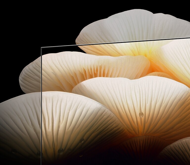 LG OLED Posé rodo ryškų, skaidrų baltų grybų vaizdą, kuris peržengia televizoriaus rėmelį.