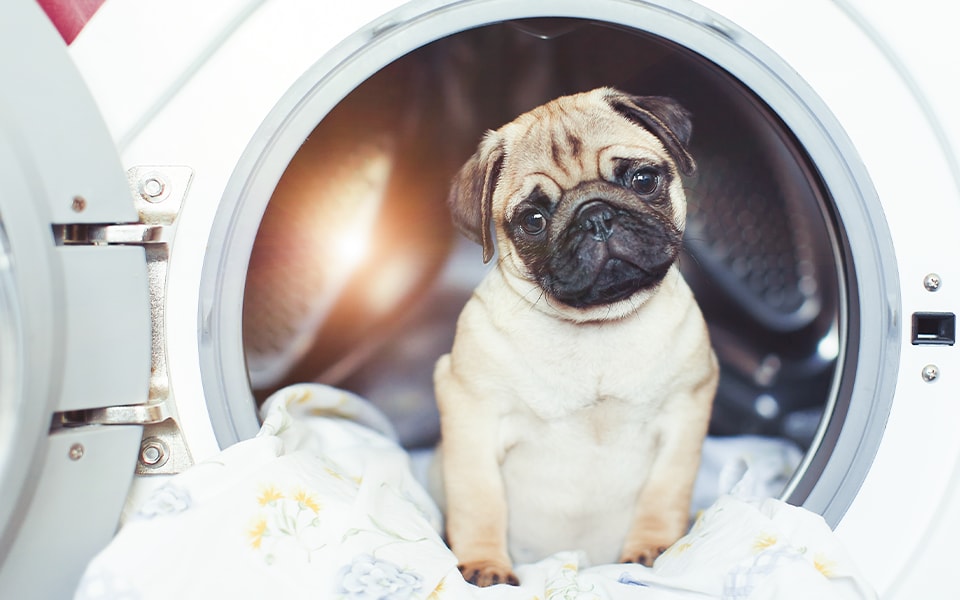A dog sitting inside an LG washing machine