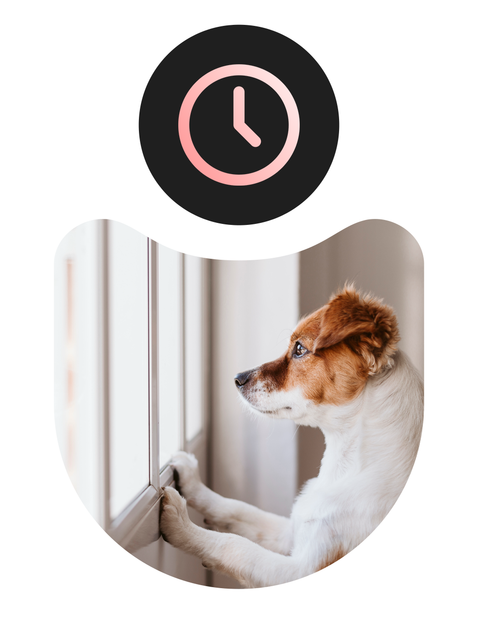 A dog looks out the window