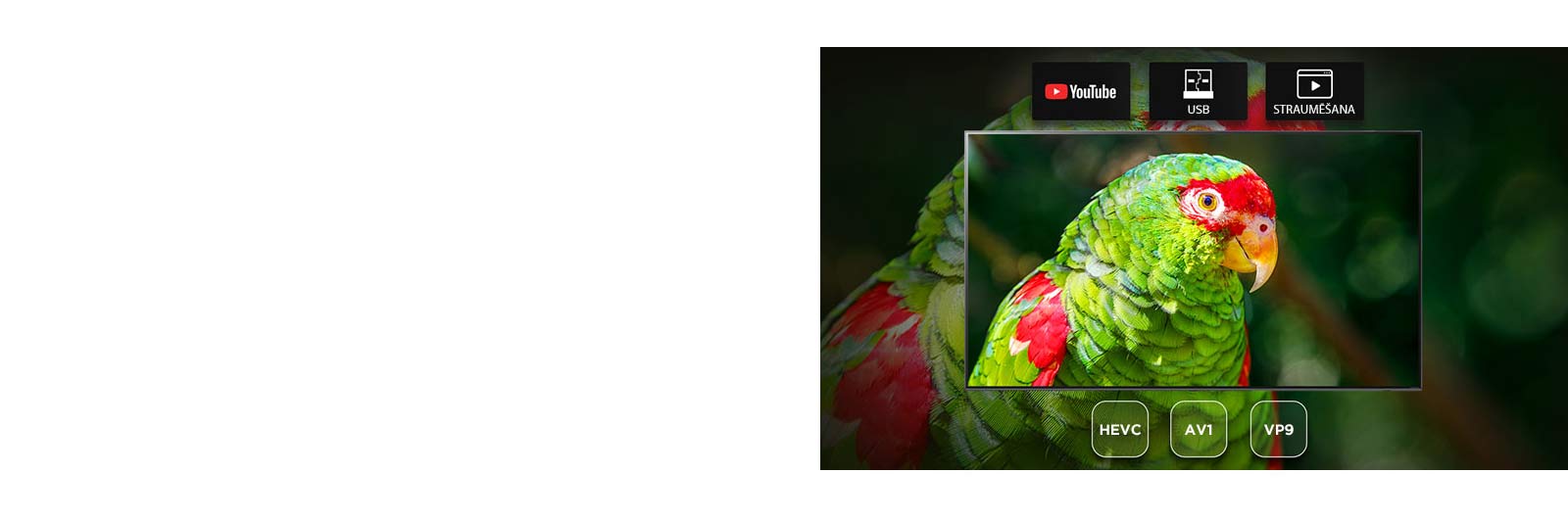 TV screen showing green parrot documentary with Youtube, USB and Streaming icons