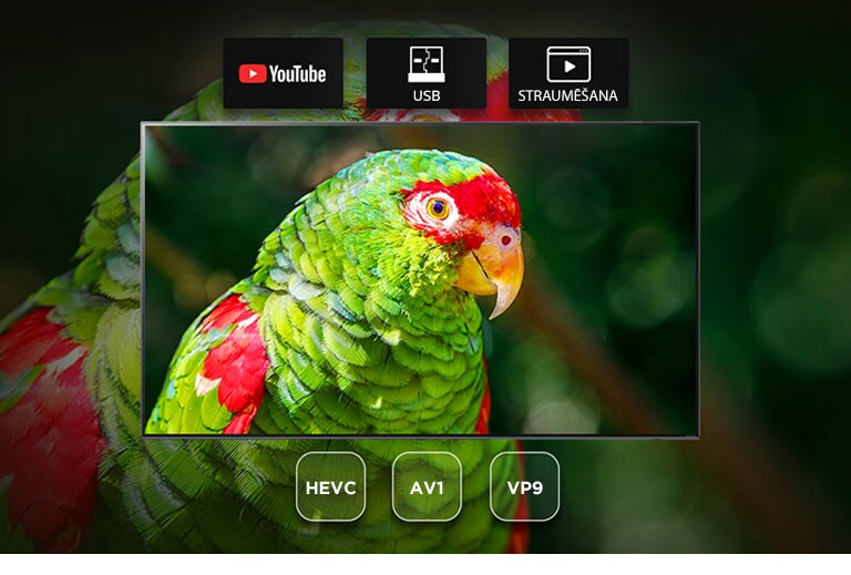 TV screen showing green parrot documentary with Youtube, USB and Streaming icons