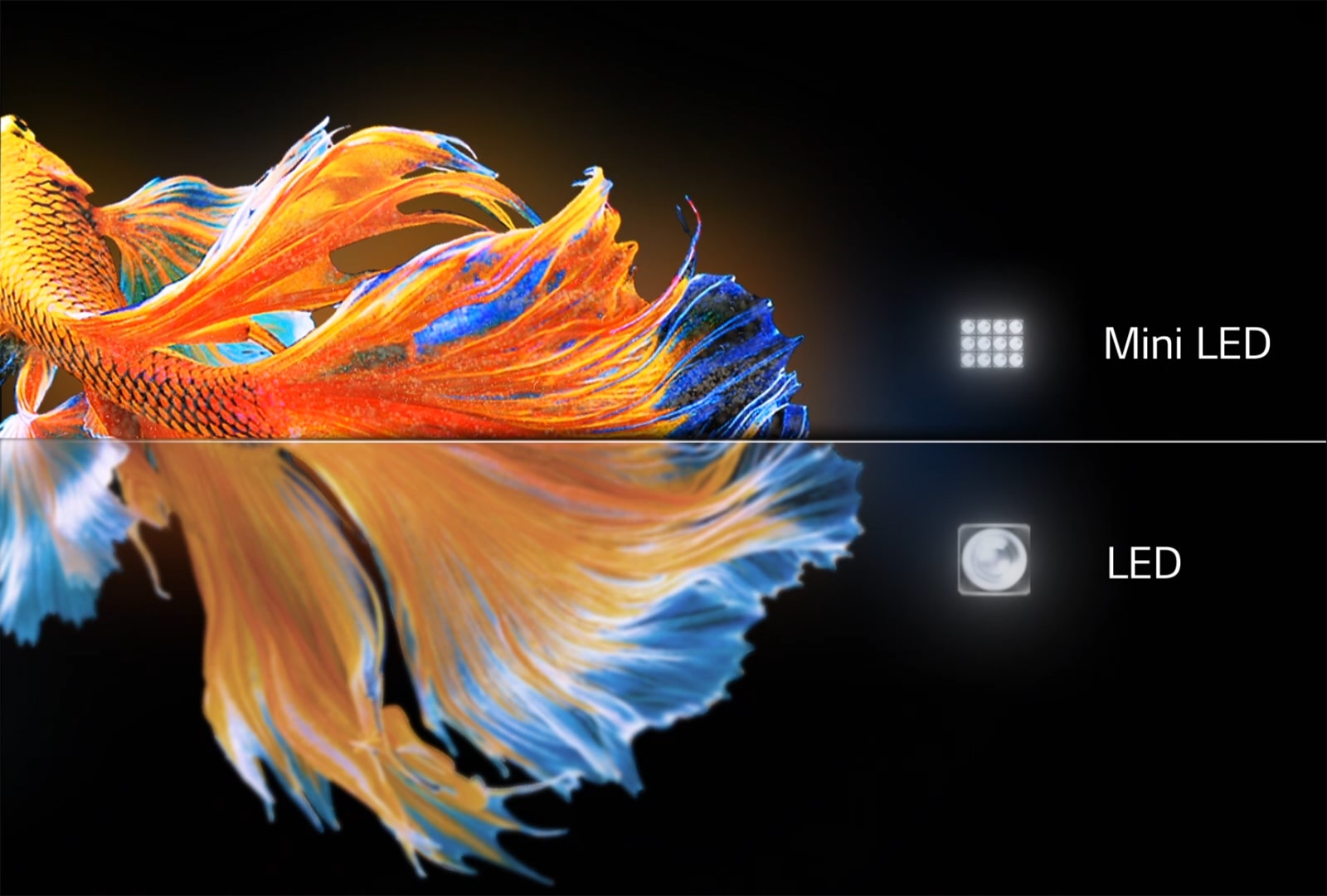 Image d'un poisson long. La moitié inférieure sur LED LG conventionnel est floue et terne. La moitié supérieure sur MiniLED est plus nette et plus colorée (lire la vidéo).