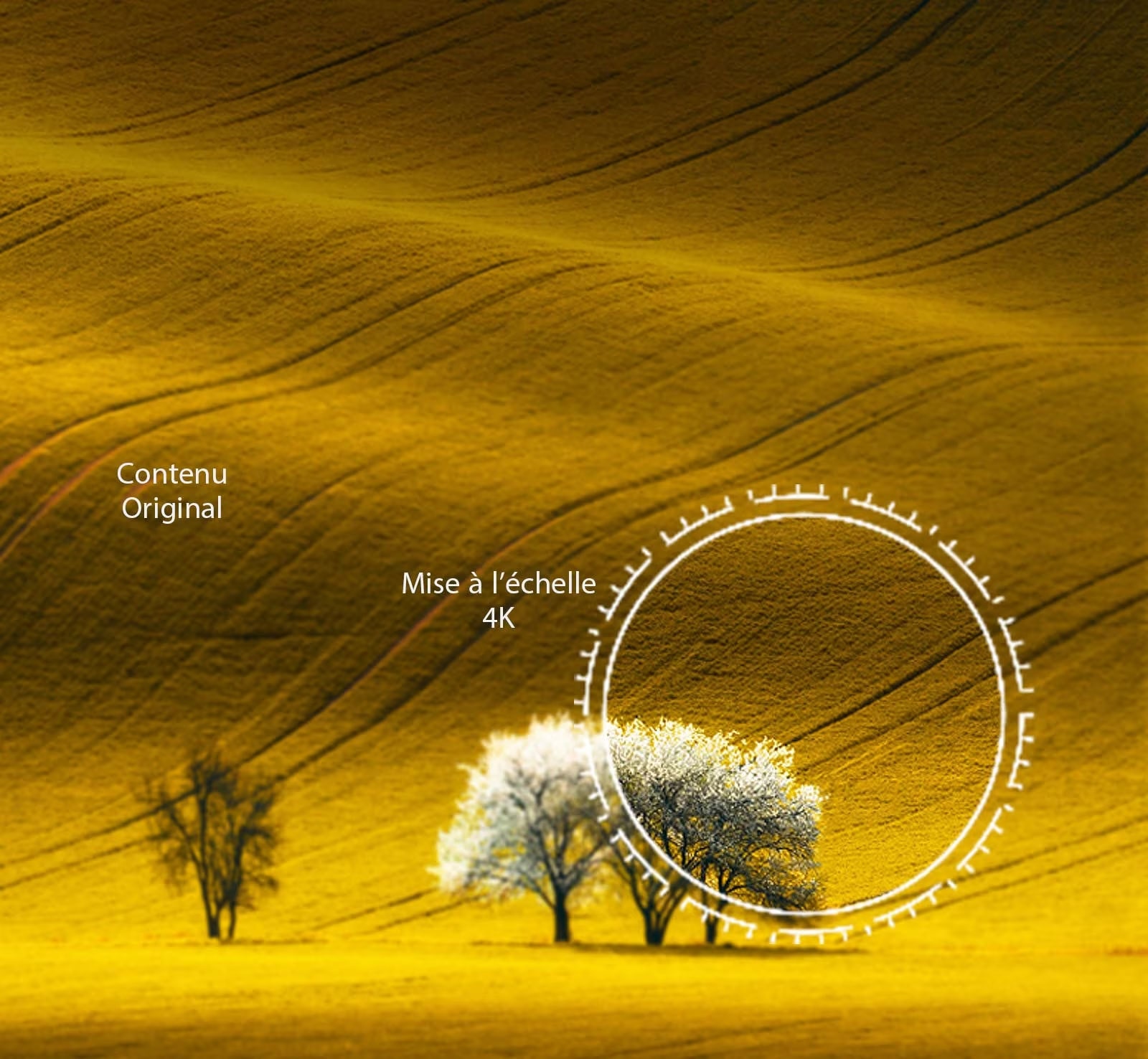 Une vision de la nature, une qualité d’image comparée à un contenu non 4K et à un contenu 4K amélioré.