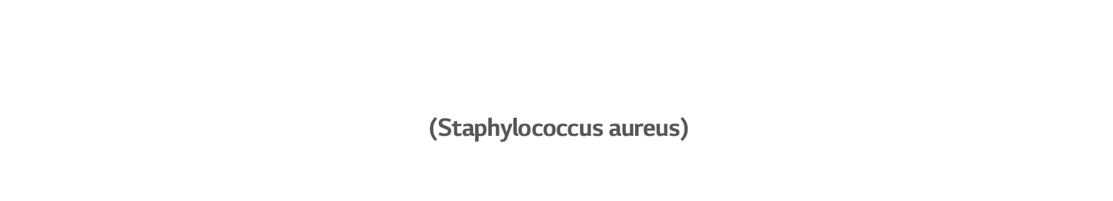 Staphylococcus aureus, a bacterium that causes ear infections.