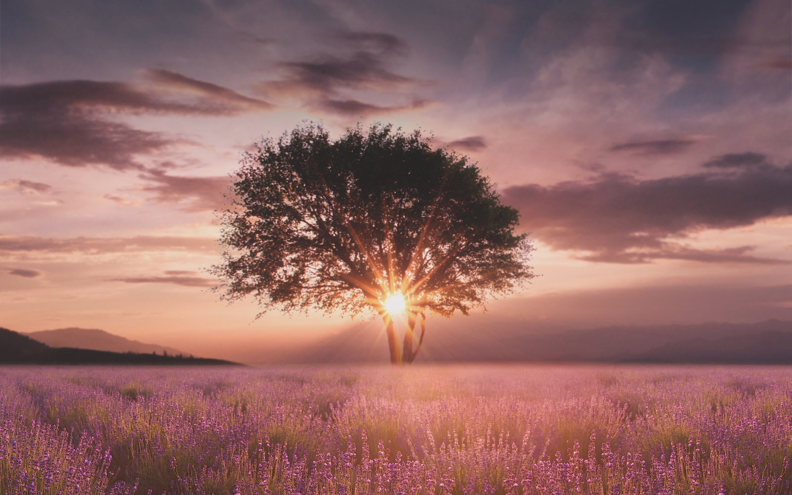 Een beeld van een zonsondergang, vastgelegd tussen twee bomen in een lavendelveld, is verbeterd met de α5 Gen5 AI Processor 4K.