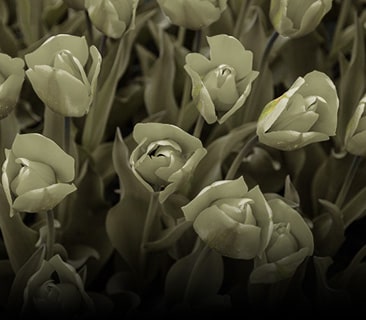 Bilde uten aktivert fargesvakhet-modus.