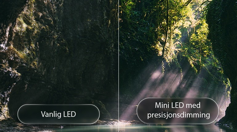 LG QNED evo AI QNED85 Mini LED fremhever Mini LED med Precision Dimming i en delt skogsscene, og sammenligner konvensjonell LED med dypere svartfarger og mer raffinert kontrast når sollyset filtreres gjennom trærne for større klarhet og dybde.