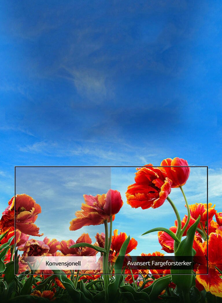 Dynamisk Fargeforsterker<br>2