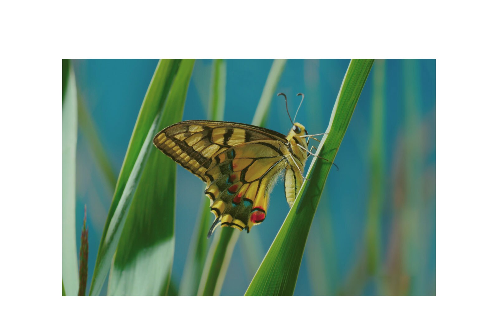 Opplev ultimate bildekvalitet3