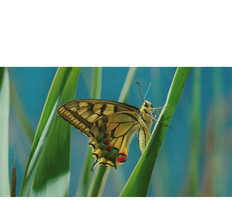 Opplev ultimate bildekvalitet4