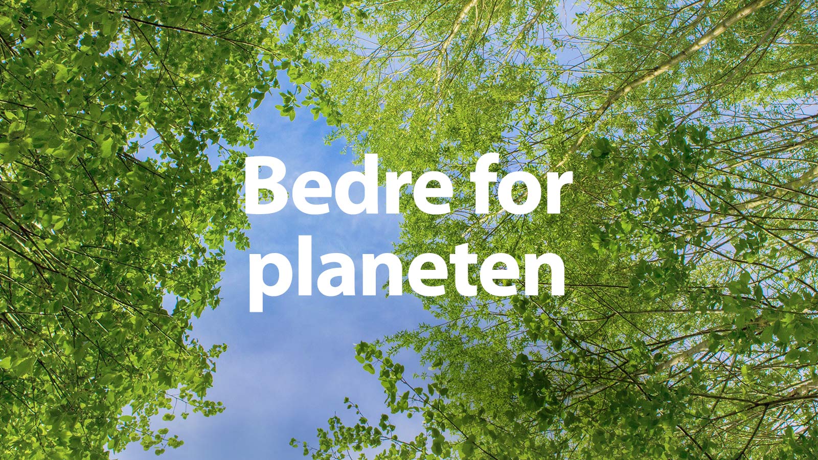 Et grønt bilde fullt av kraftige løvtrær og mellom trærne vises en sky