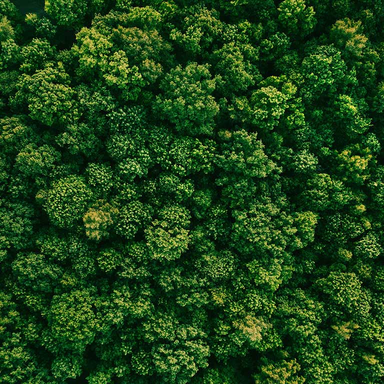 Et flyfoto av grønn skog