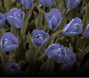 Bilde med aktivert fargesvakhet-modus.	