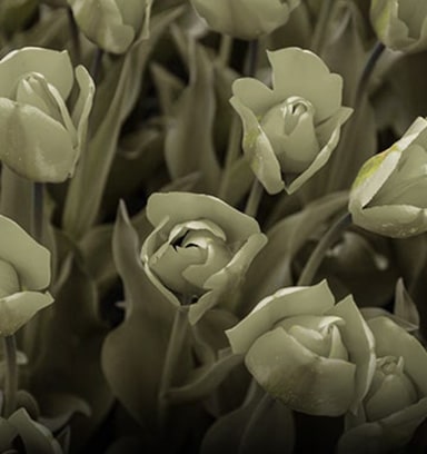 Bilde uten aktivert fargesvakhet-modus.	