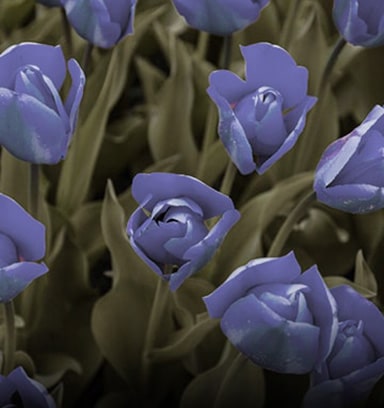 Bilde med aktivert fargesvakhet-modus.	