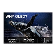 LG 42'' OLED evo AI C5 4K Smart TV 2025, Fargerik papegøye i ultrahøy oppløsning mot en svart bakgrunn. Vanndråper svever i luften rundt den. Bildet viser Perfect Color da hver fargetone på papegøyens kropp er sterk og livaktig. Ulike logose, OLED42C54LA, thumbnail 9