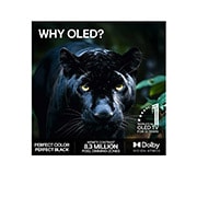 LG 77'' OLED evo C65 4K AI TV - 2026  , LG 77" OLED evo C65 4K AI TV - 2026  , OLED77C65LA, thumbnail 9