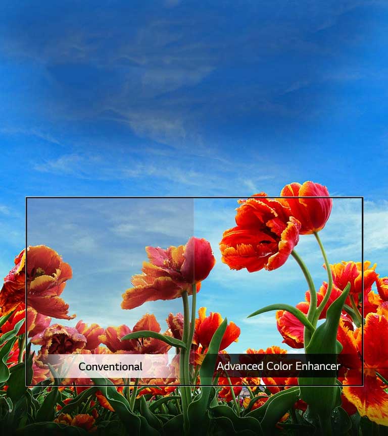 Dynamic Color Enhancer