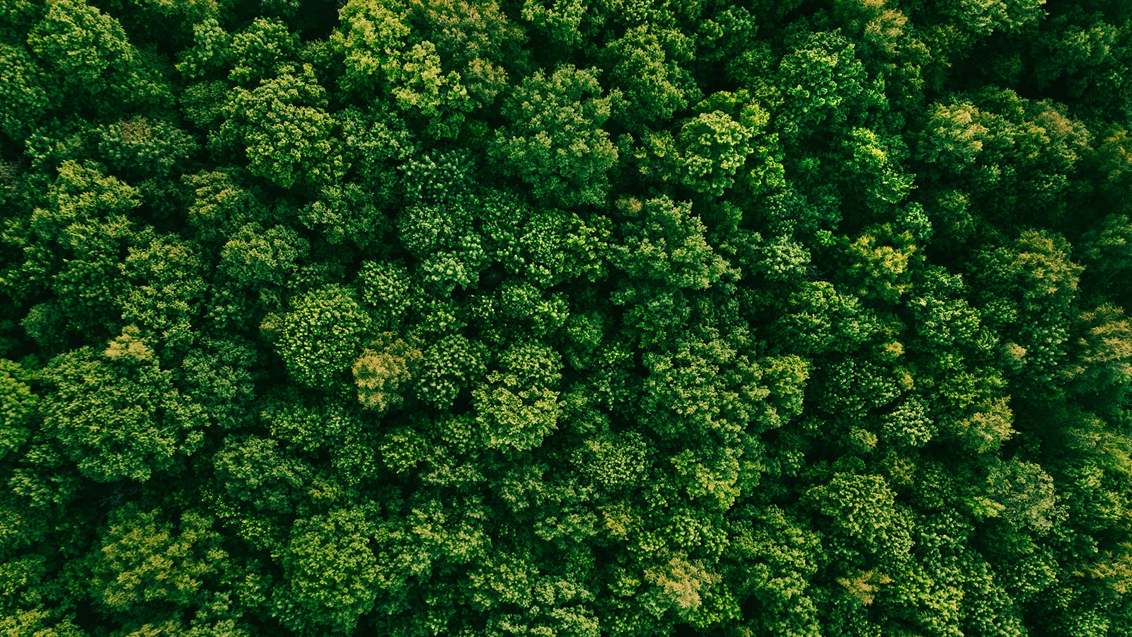 An aerial photo of green forest