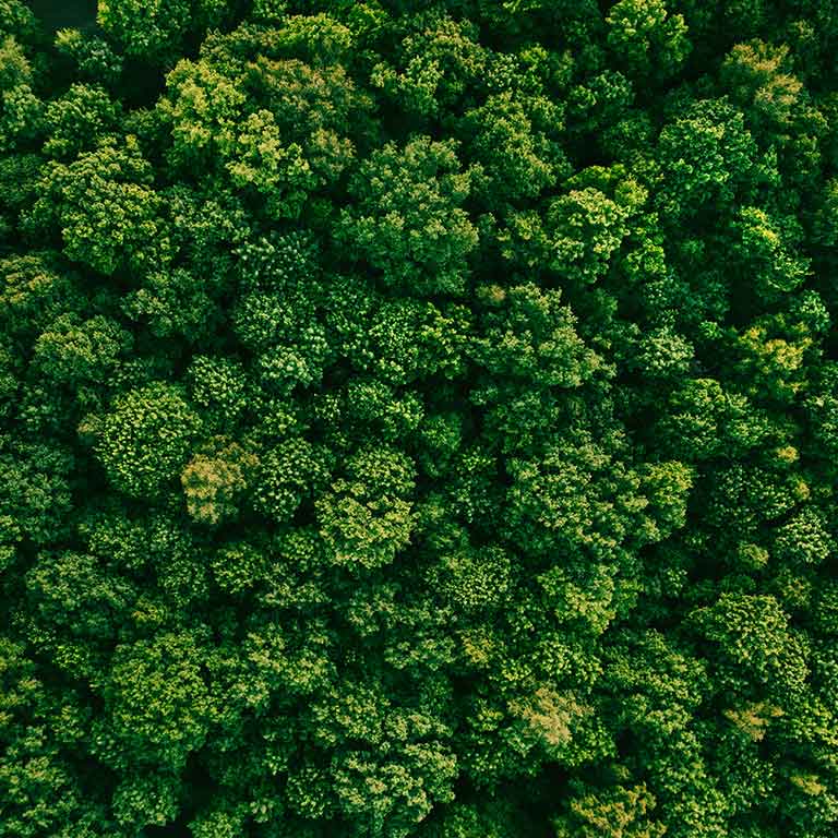 Zdjęcie z powietrza zielonego lasu.
