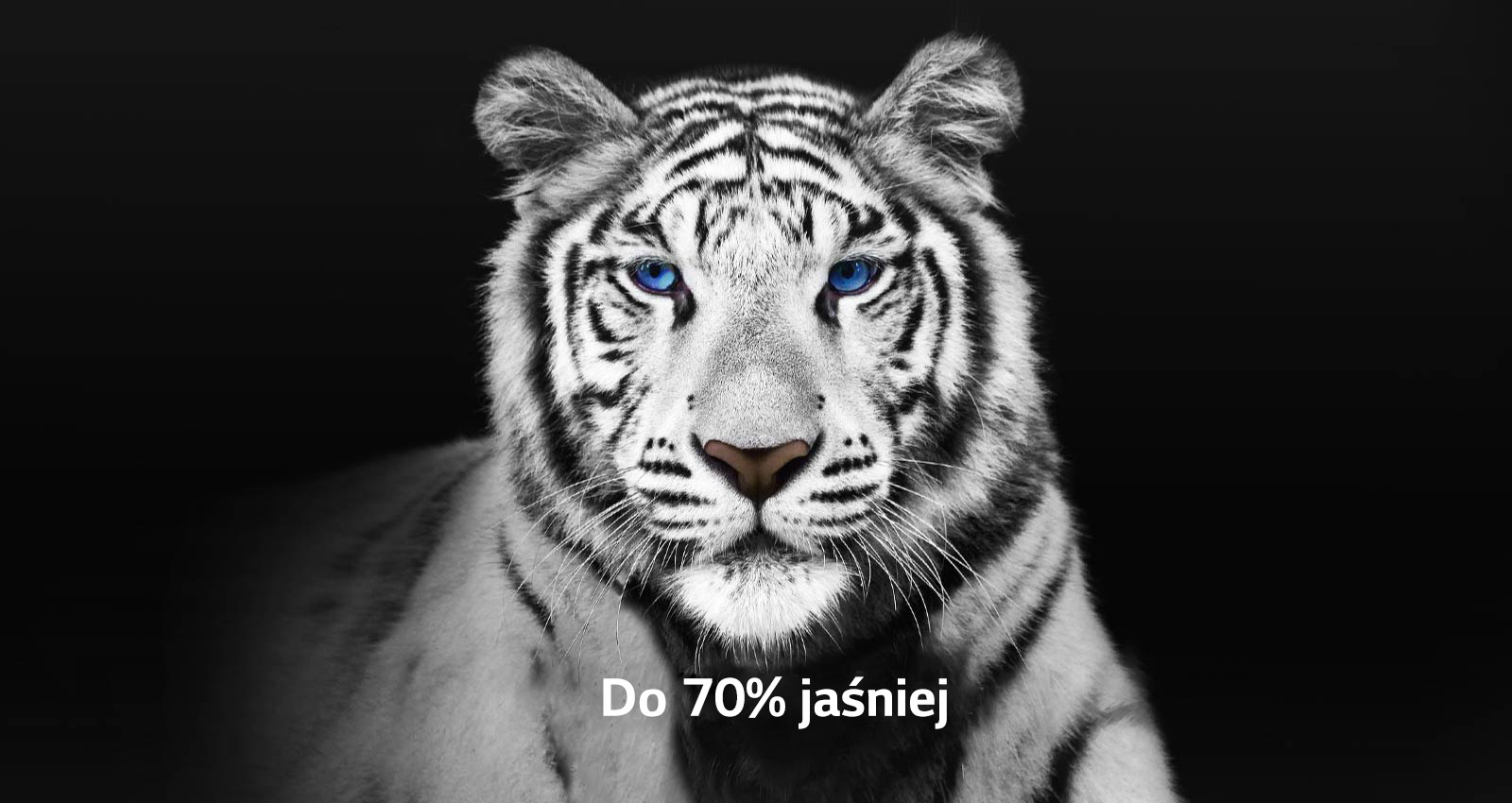 Видео двух фотографий белого тигра рядом.  Страница Brightness Booster Max стала на 70 % ярче и заполнила весь экран.