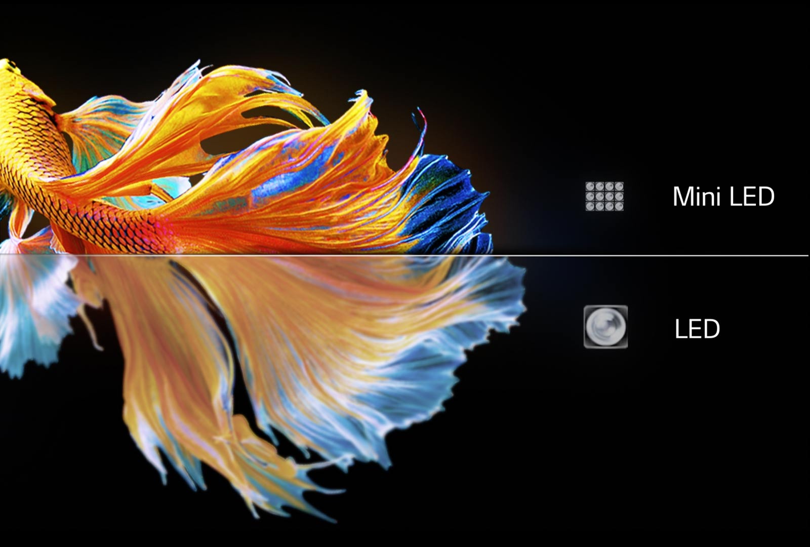 Obraz rybiego ogona. Dolna połowa na ekranie LED jest niewyraźna i zaćmiona. Górna połowa na ekranie MiniLED jest ostrzejsza i bardziej kolorowa (odtwórz wideo).