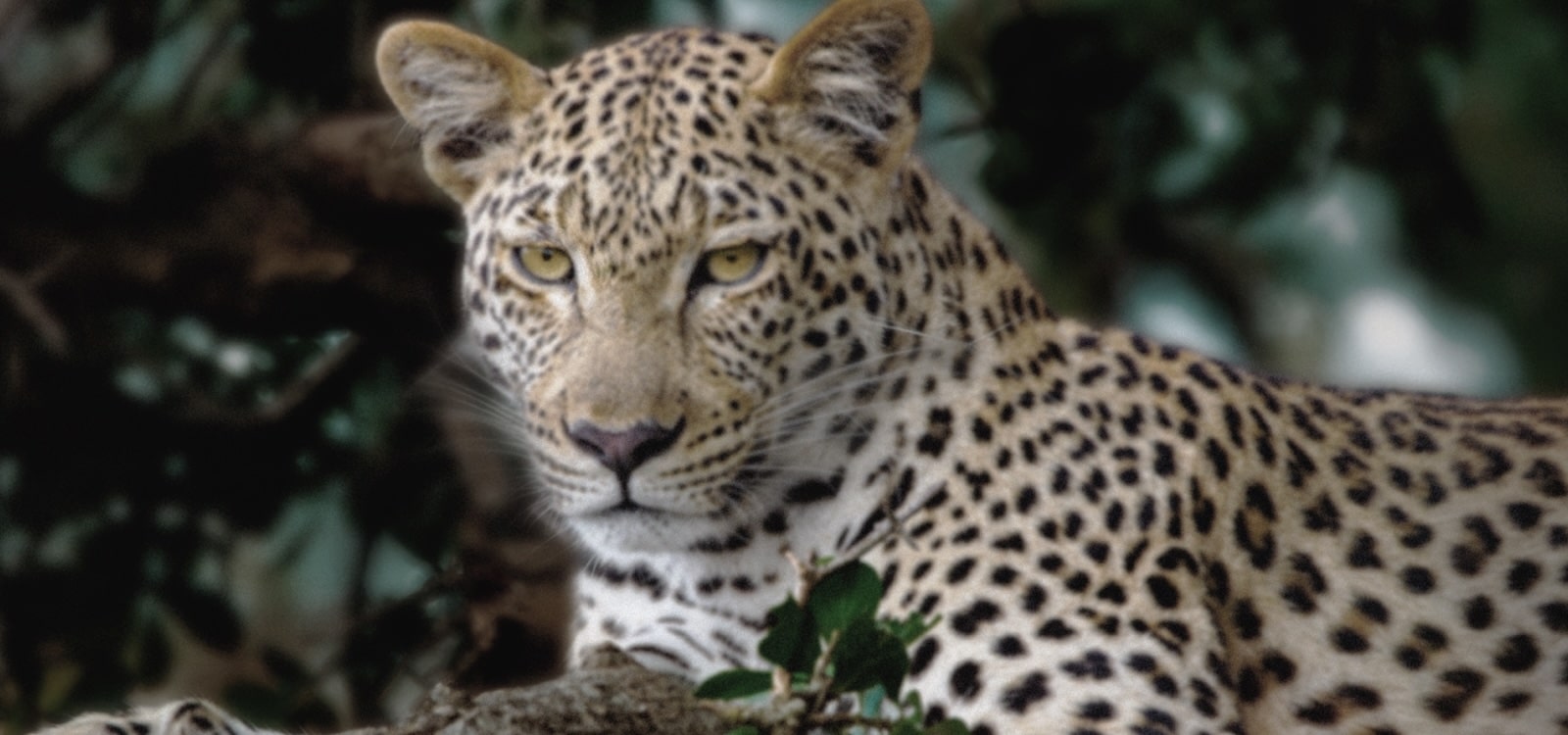 Črte oživijo na zelo dolgočasni in skoraj sivi sliki leoparda v gozdu, kot da bi superračunalnik analiziral elemente okvirja. Laser sledi silhueti leoparda in jo nato izboljša, da je svetlejša, podrobnejša in bolj barvita. Ozadje se preoblikuje tudi od leve proti desni, zdaj z izboljšanim kontrastom, globino in barvami. 