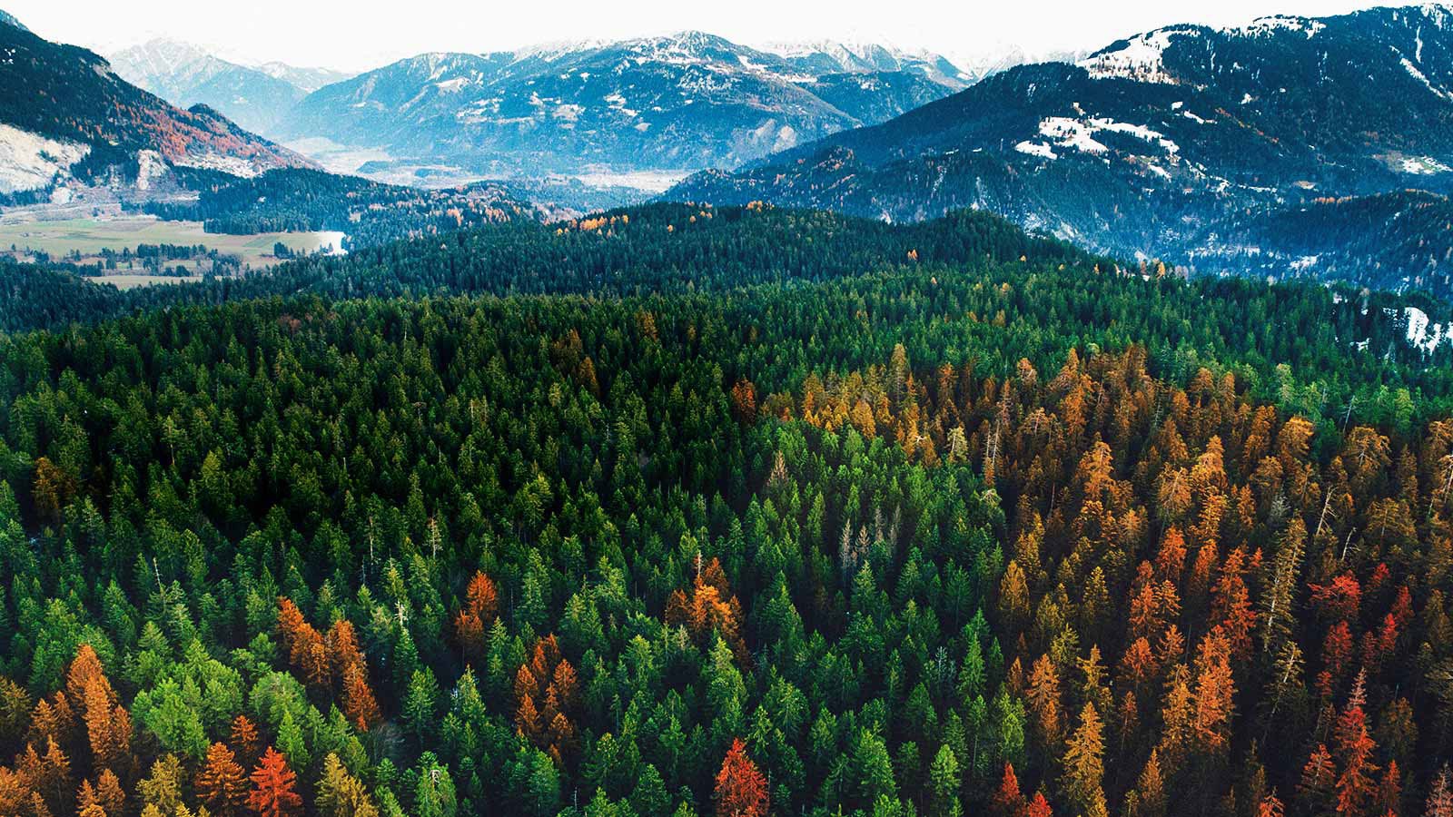 Ideea principală a imaginii autentice - Quad Core1