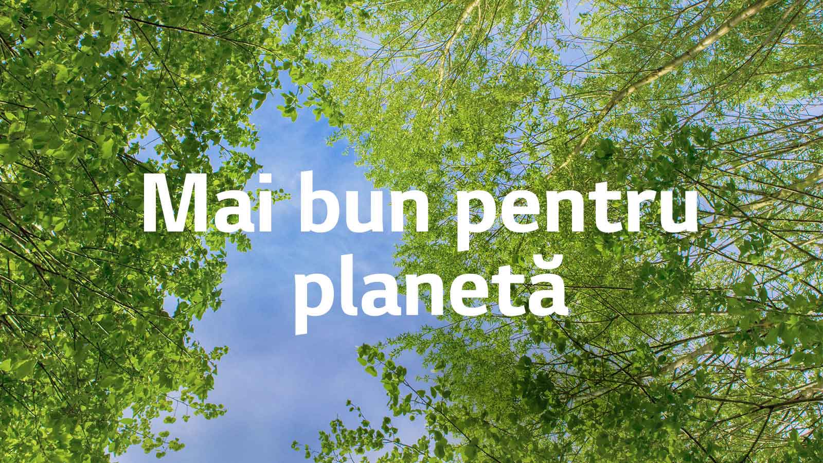 O imagine verde plină de copaci cu frunziș bogat și un cer ce se arată printre ei