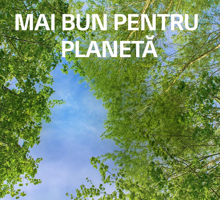 O imagine verde plină de copaci cu frunziș bogat și un cer ce se arată printre ei