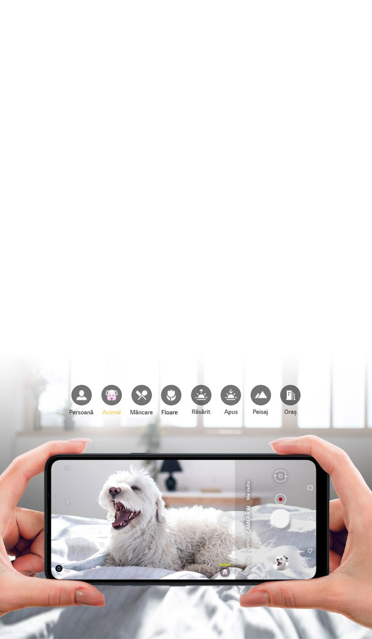 O persoană care ține un smartphone și fotografiază un câine de aproape