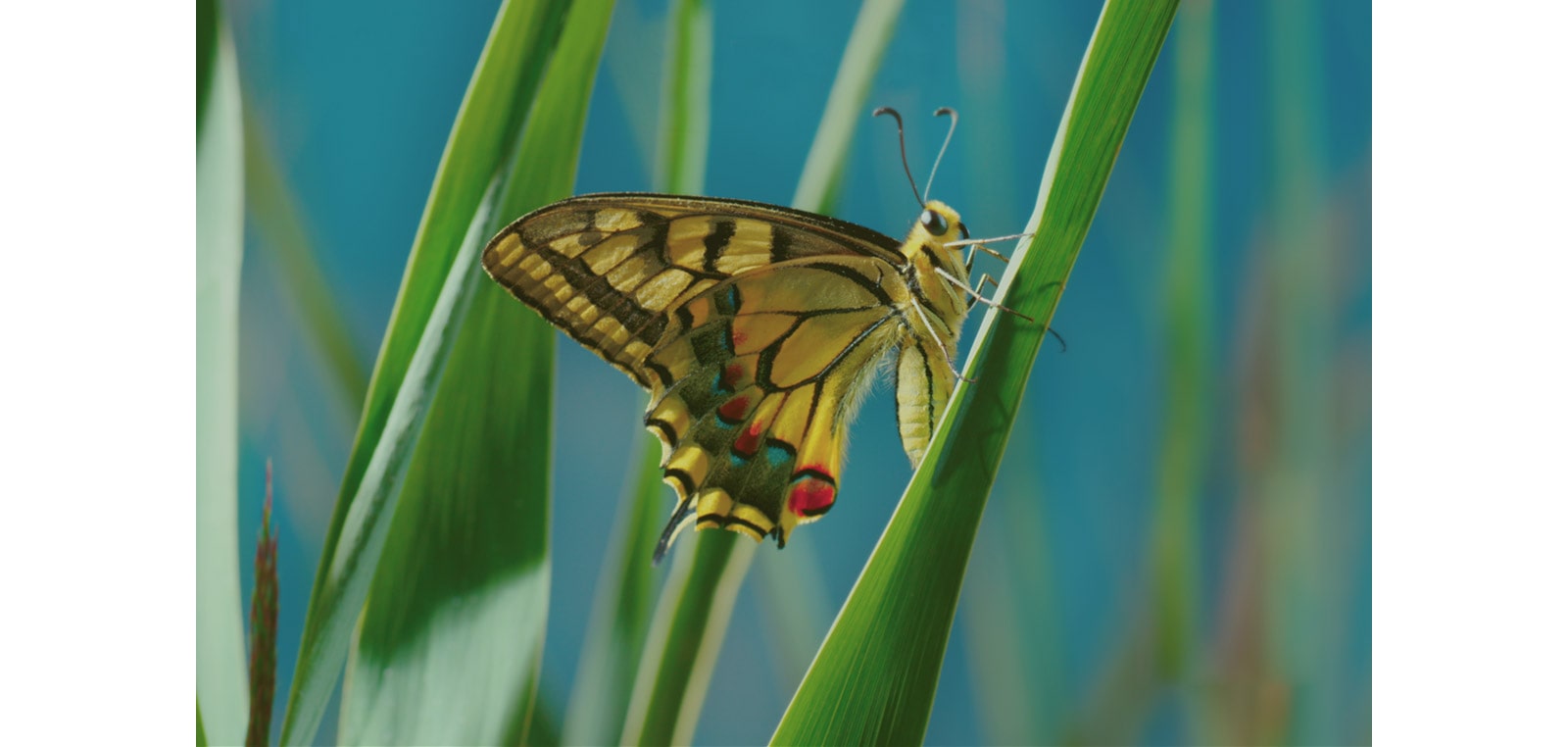 Iskusite vrhunski kvalitet slike3