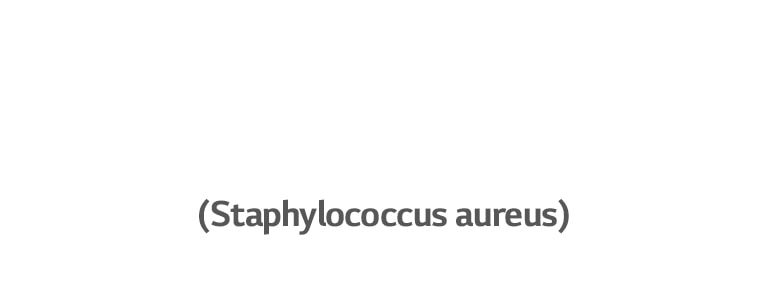 Staphylococcus aureus, bakterija koja uzrokuje infekciju uha.