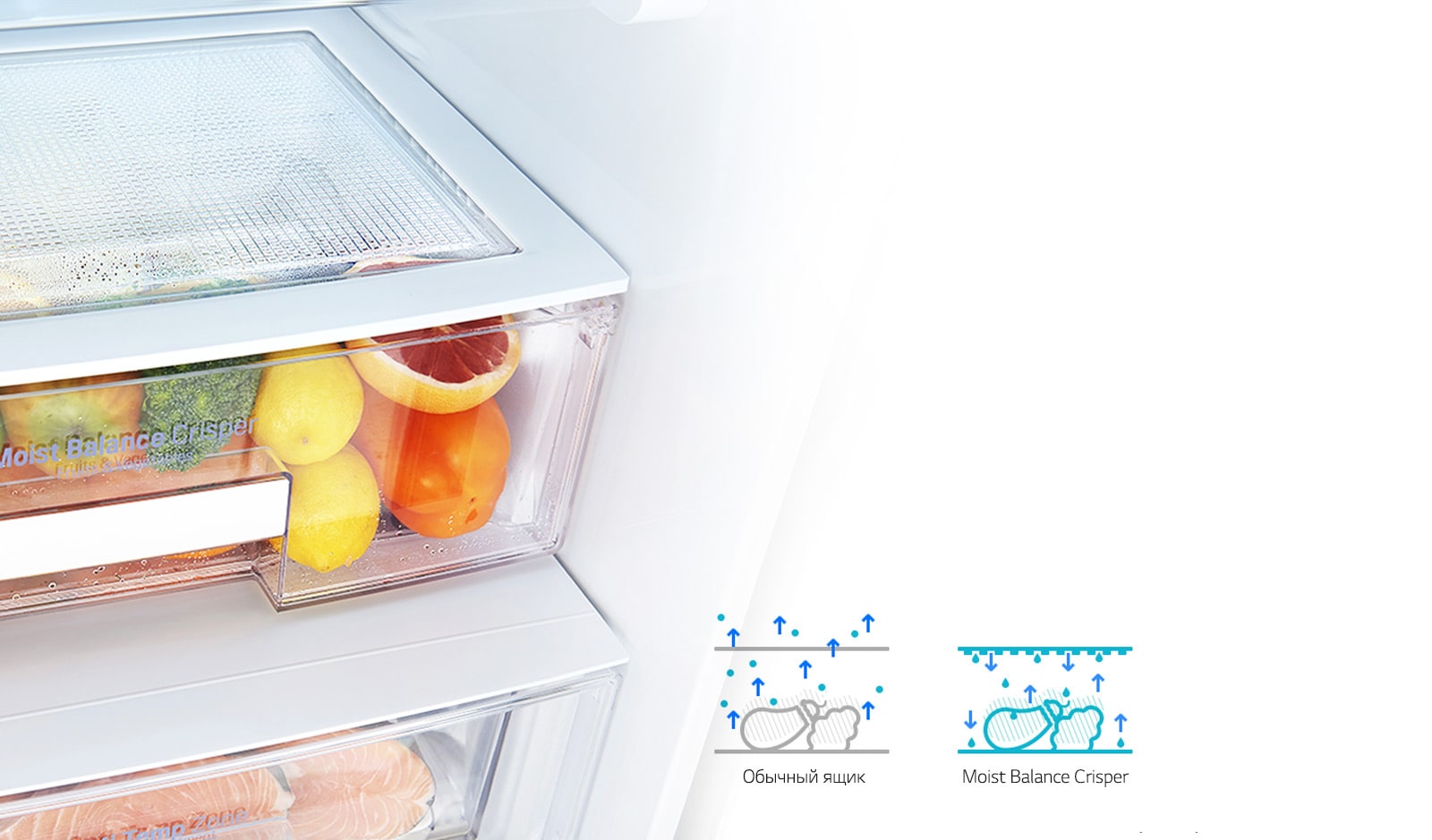 Moist Balance Crisper*1