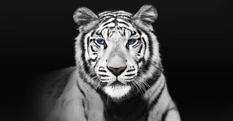 LG OLED evo ярче на 70%