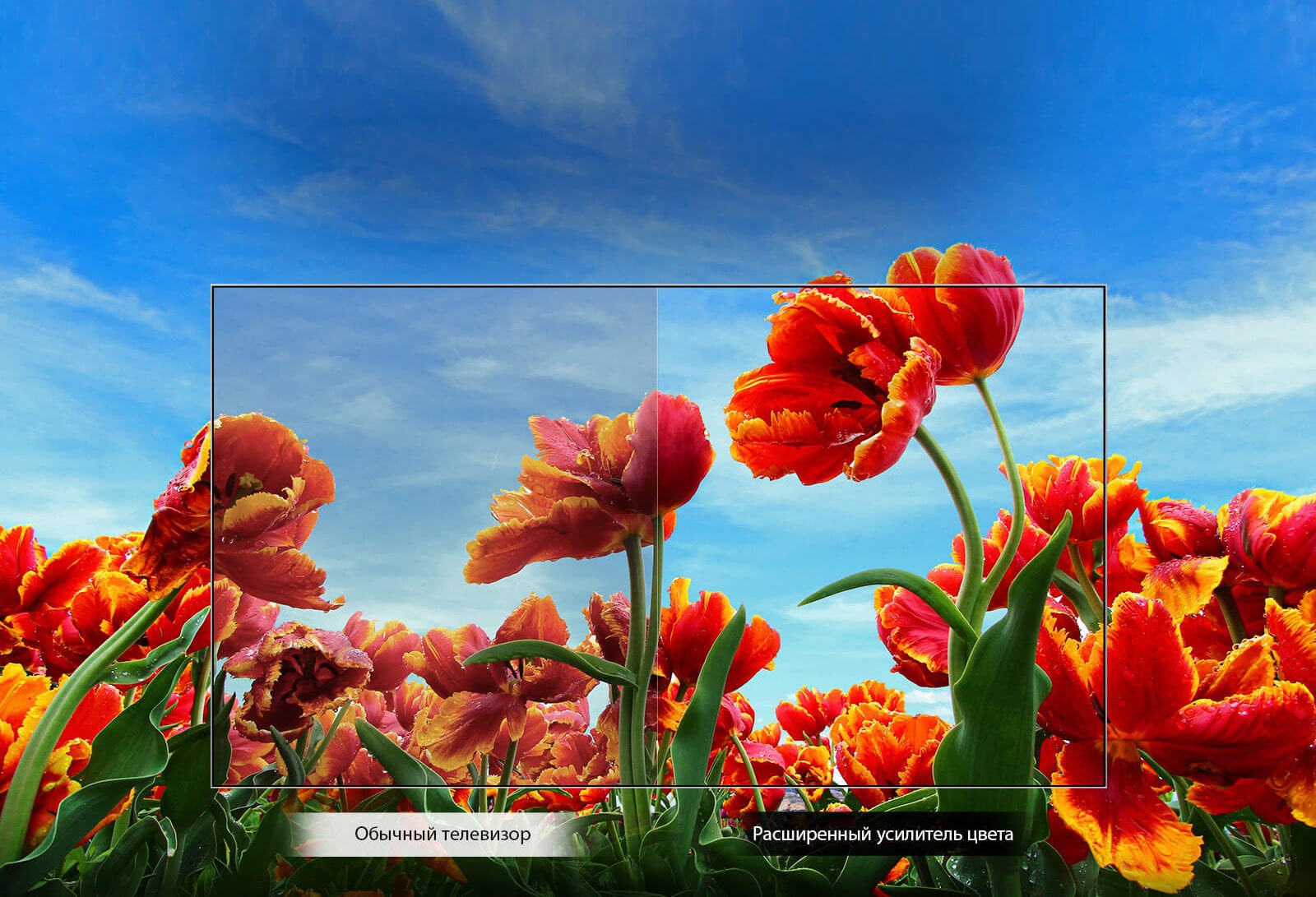 TV-FHD-32-LM63-02-Dynamic-Color-Desktop