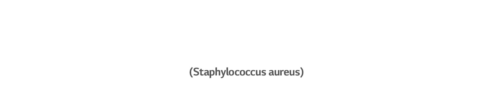 Staphylococcus aureus — бактерия, приводящая к инфекциям ушей.