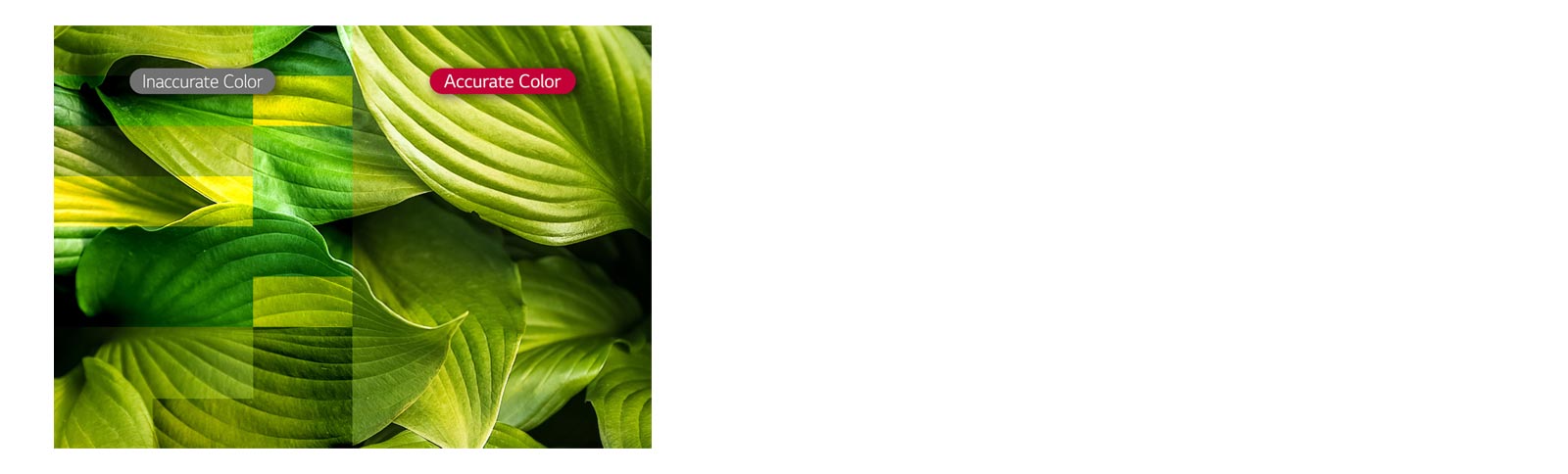 Vividness with Color Accuracy